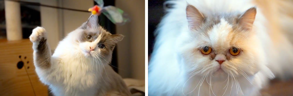 猫
