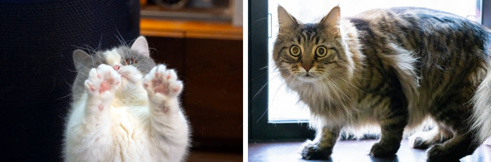 猫